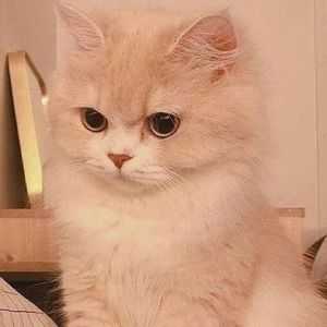 Meet your Posher, Leah